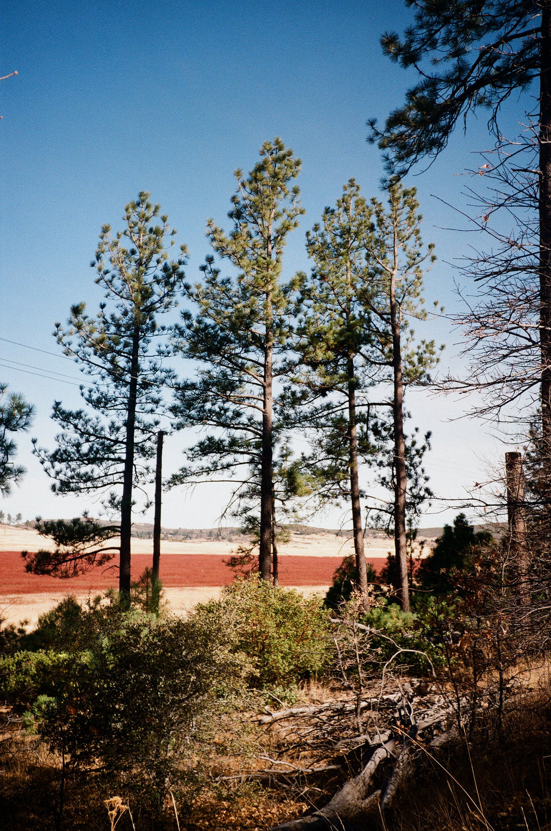 Archive #008: Alpine Growth | 35mm color film