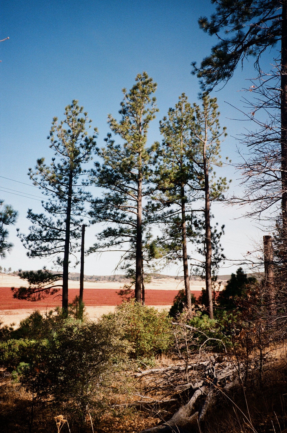 Archive #008: Alpine Growth | 35mm color film