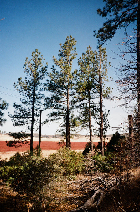 Archive #008: Alpine Growth | 35mm color film