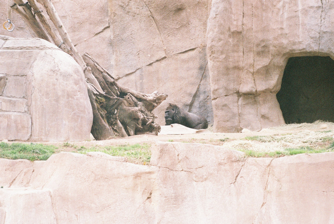 Archive #018: Contemplating Gorilla | 35mm color film