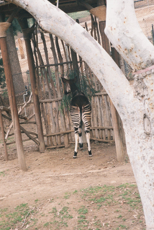 Archive #006: The Okapi | 35mm color film