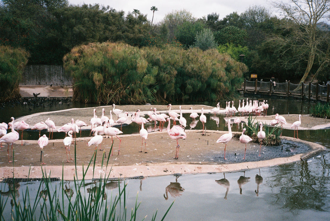 Archive #016: Flamingos on the Bay | 35mm color film
