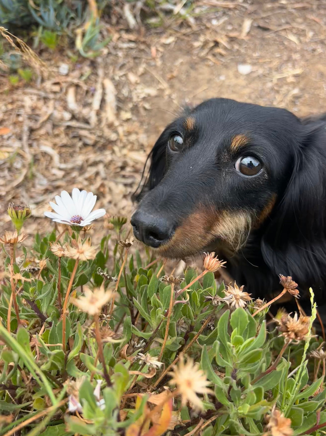 Bench Breaks: Soldering Slumps and Dachshund Detours