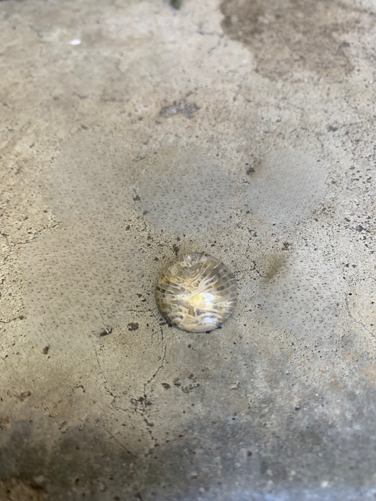 Fossilized Coral (Petoskey Stone) Cabochon