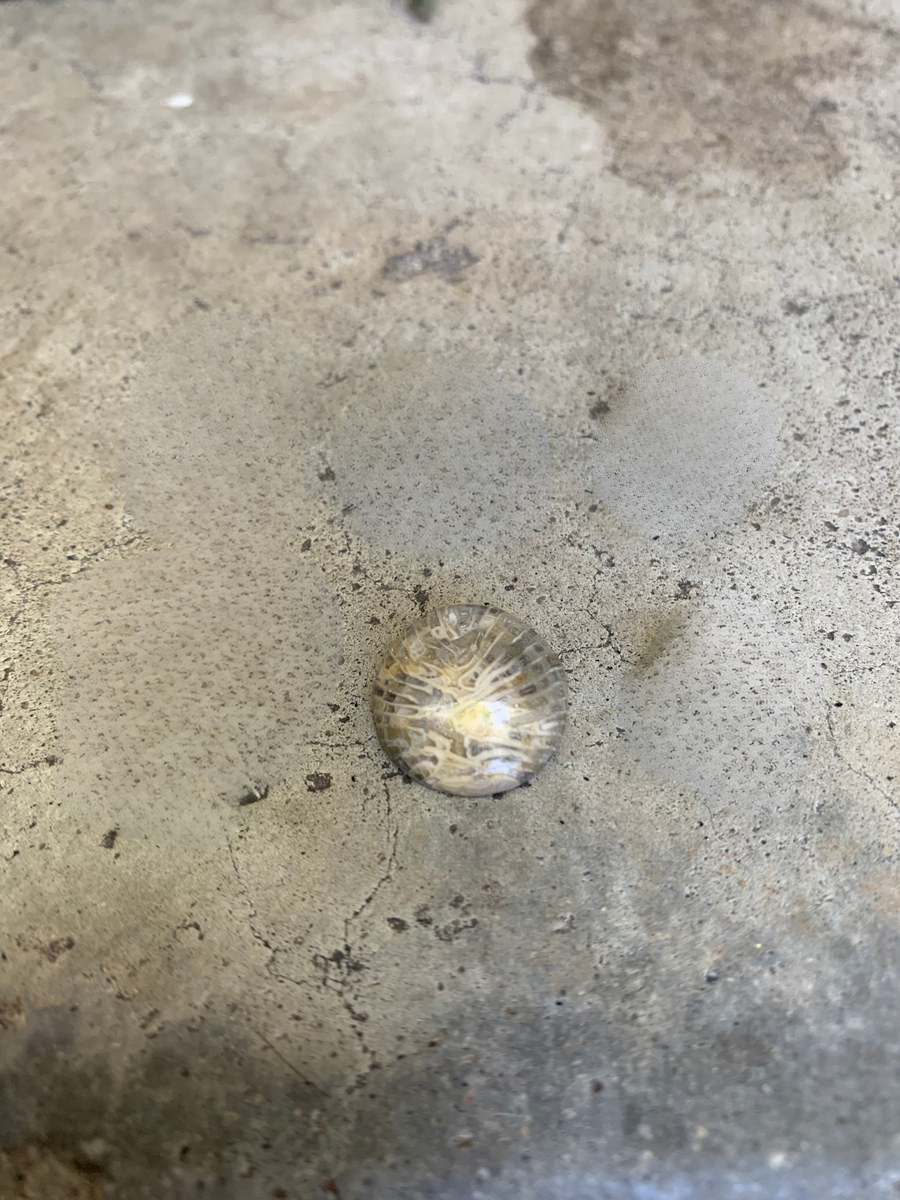 Fossilized Coral (Petoskey Stone) Cabochon